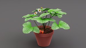Strawberry plant