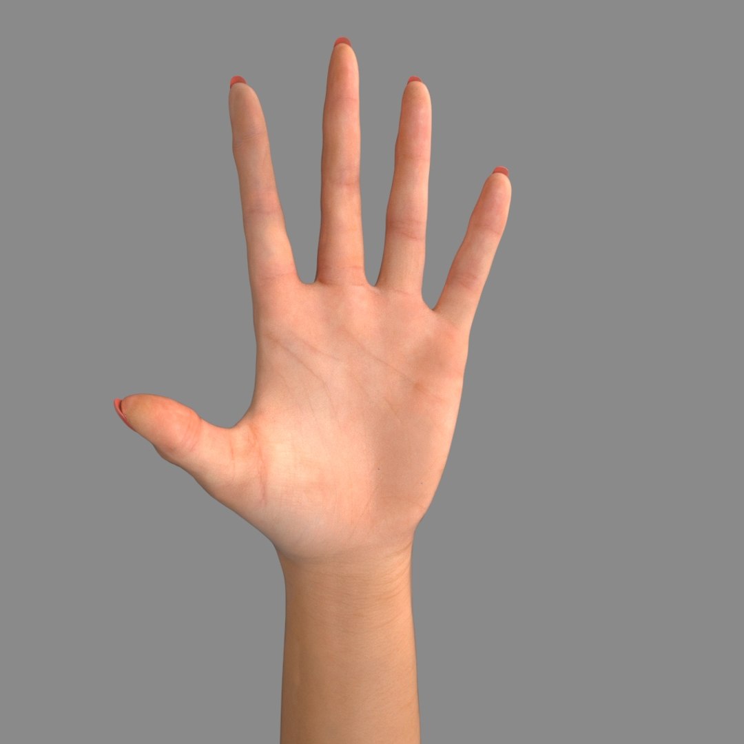Female Hand 3d Model
