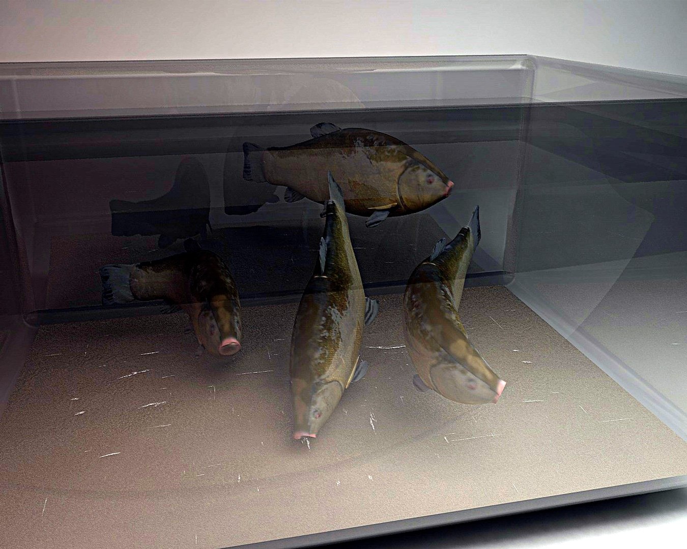 Fish 3d C4d