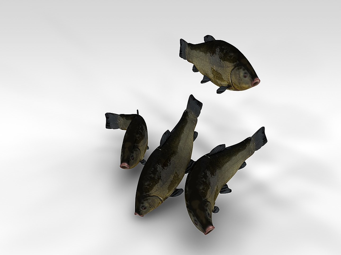 Fish 3d C4d