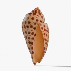 3D Junonia Shell