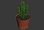 CACTUSES