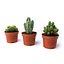 CACTUSES