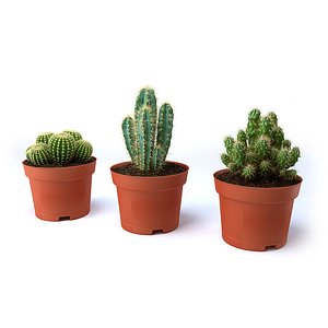 CACTUSES