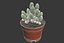 CACTUSES