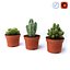CACTUSES