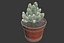 CACTUSES