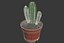 CACTUSES