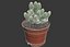 CACTUSES