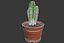CACTUSES