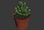CACTUSES