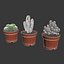 CACTUSES
