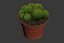 CACTUSES