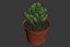 CACTUSES