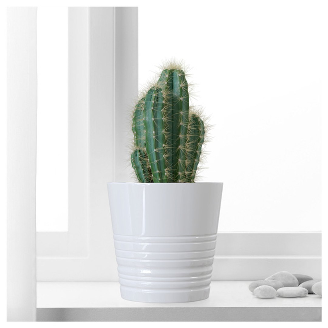 CACTUSES 3D model https://p.turbosquid.com/ts-thumb/We/arLDE8/Qt/2527583.5d5f7e09a4353/jpeg/1649230016/1920x1080/fit_q87/e746fe78362d56f89eca28be7f8f7d3f0362f07d/2527583.5d5f7e09a4353.jpg
