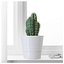 CACTUSES