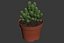 CACTUSES