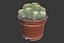 CACTUSES
