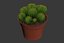 CACTUSES
