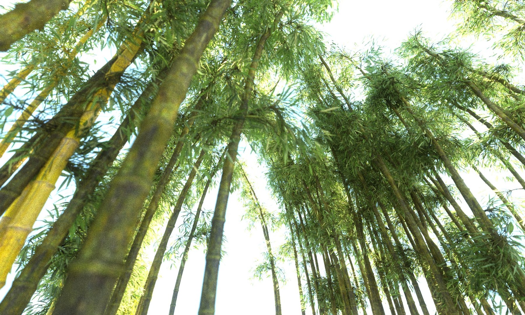 3D bamboo forest pack 10 model https://p.turbosquid.com/ts-thumb/We/nmQ8kC/FaStx1J2/000/jpg/1552092137/1920x1080/fit_q87/5e16098d05ee6e8cbfd2f7eab7671cb8f7730351/000.jpg