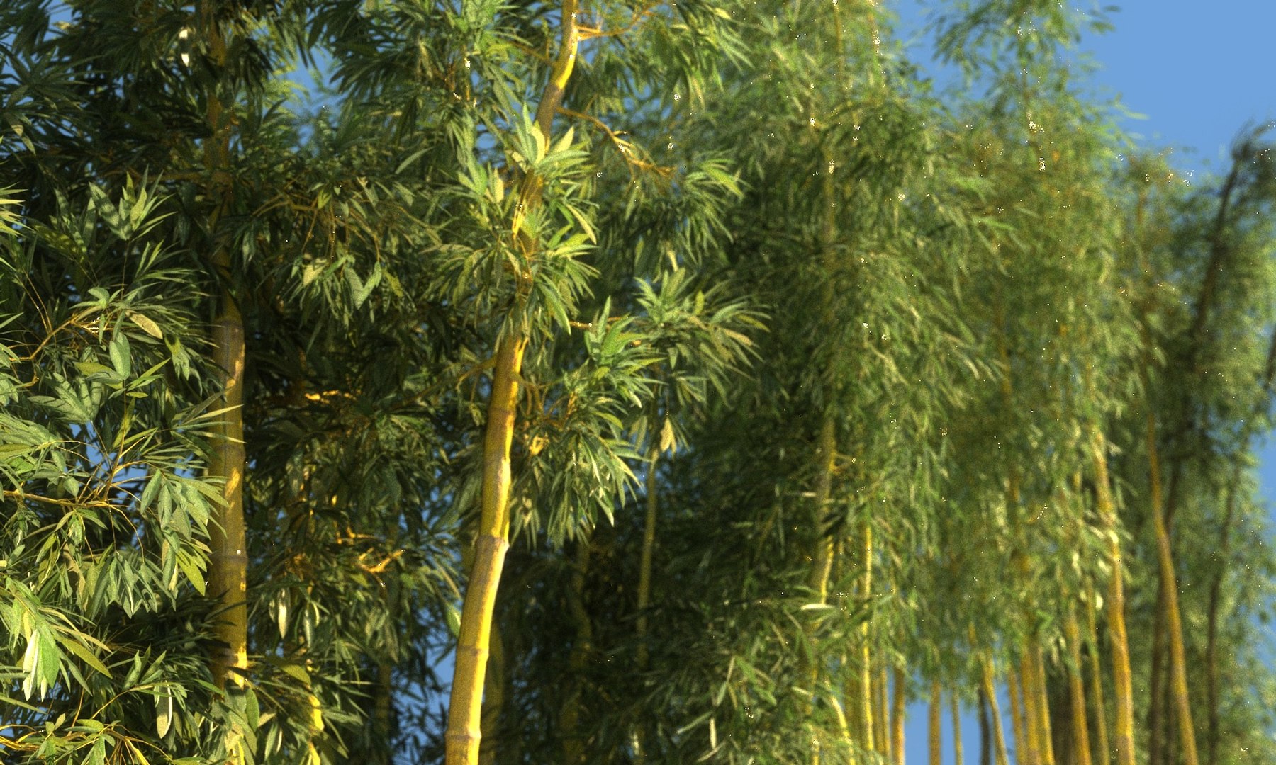 3D bamboo forest pack 10 model https://p.turbosquid.com/ts-thumb/We/nmQ8kC/OHWQQNhX/8889780/jpg/1552091639/1920x1080/fit_q87/07063f4a5e4cf1671ad64f2e74cb812e4ab5beb8/8889780.jpg