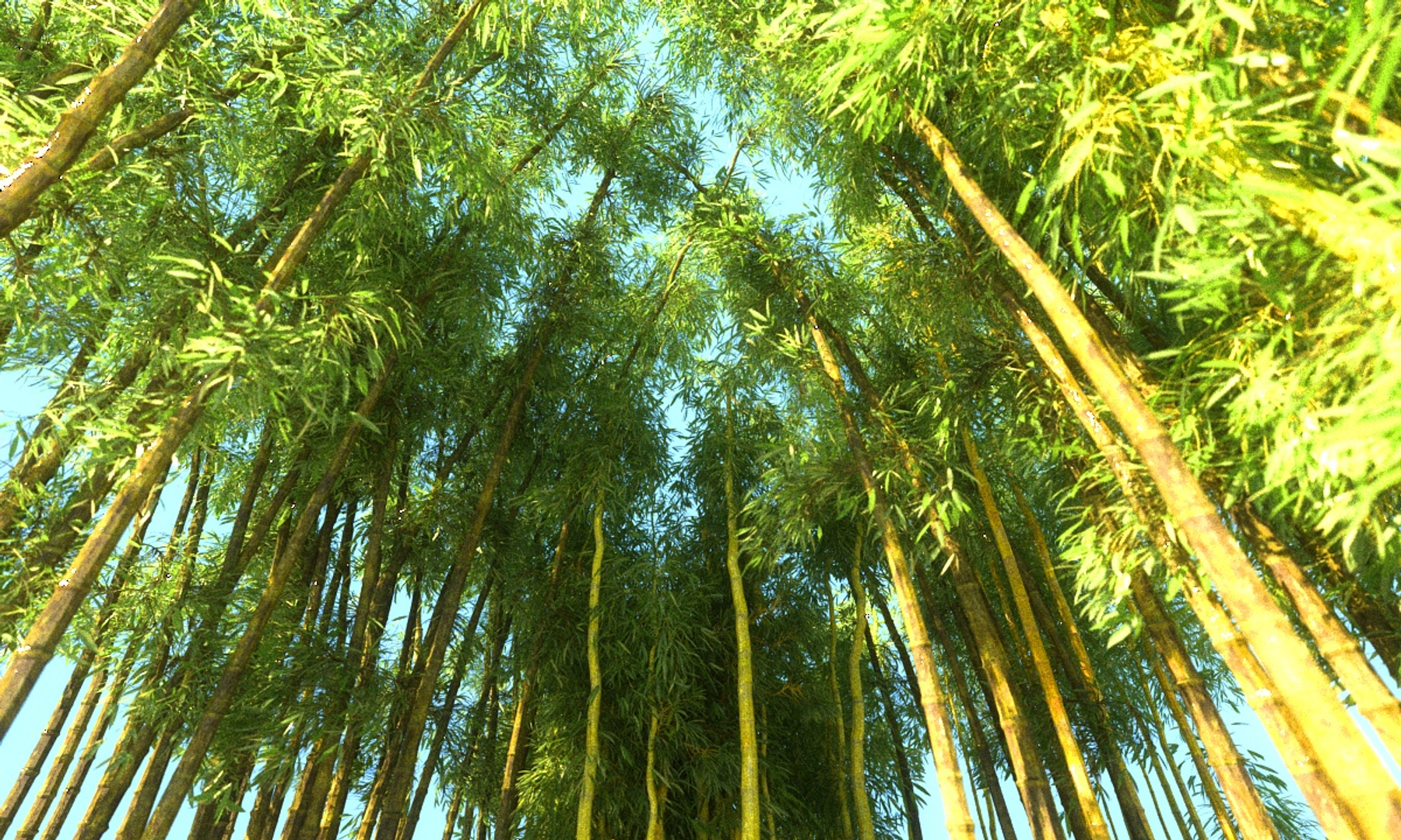 3D bamboo forest pack 10 model https://p.turbosquid.com/ts-thumb/We/nmQ8kC/RbyMVi2U/0000/jpg/1552142838/1920x1080/turn_fit_q99/46d37ae7c16af068578144c7bcbb68bee7900244/0000-1.jpg