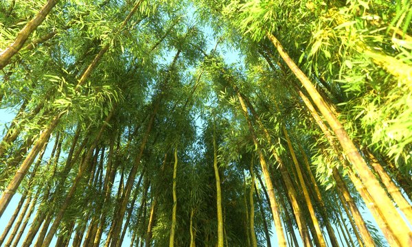 竹林アニメーションHDパック3Dモデル - TurboSquid 1385175