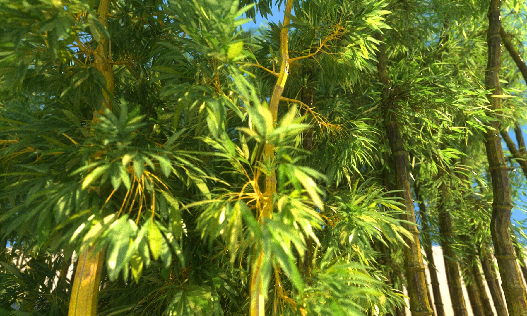 3D bamboo forest pack 10 model https://p.turbosquid.com/ts-thumb/We/nmQ8kC/SlzhUuhb/0000/jpg/1552152886/1920x1080/turn_fit_q99/224cde3c01a36a88b8a0931178aabf1a95beae6d/0000-1.jpg