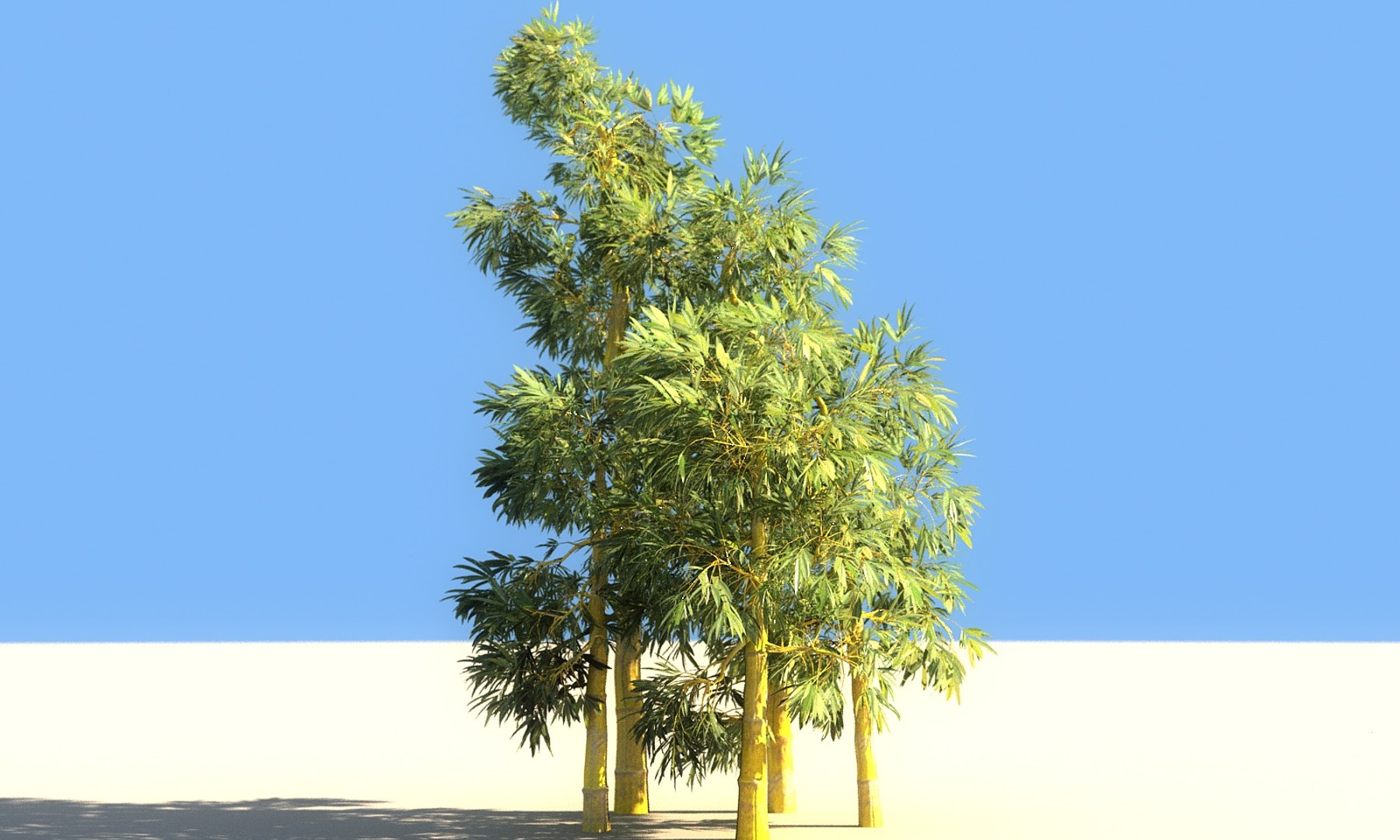 3D bamboo forest pack 10 model https://p.turbosquid.com/ts-thumb/We/nmQ8kC/a5v0HuZo/9900/jpg/1552091639/1920x1080/fit_q87/95c45265d2a593a39200db59786376427f653352/9900.jpg