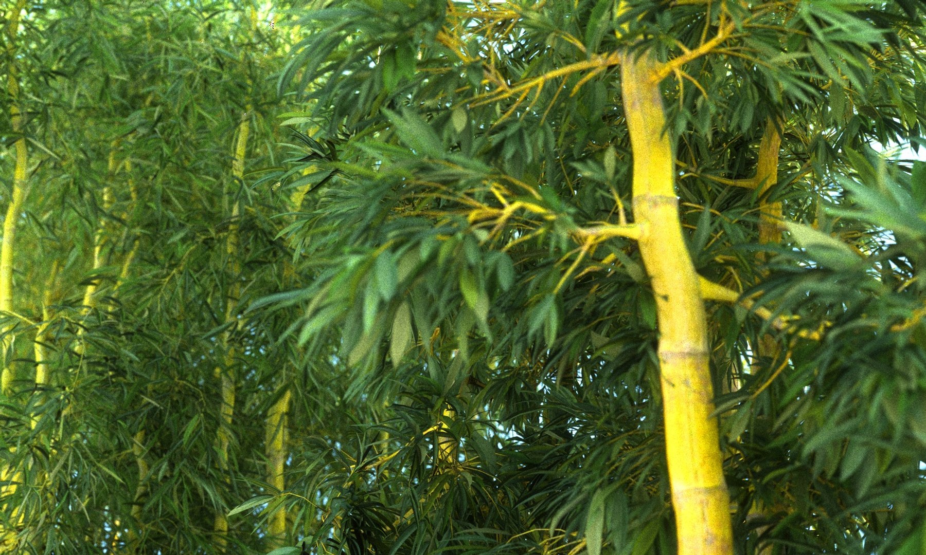 3D bamboo forest pack 10 model https://p.turbosquid.com/ts-thumb/We/nmQ8kC/dNpYus78/990890/jpg/1552090920/1920x1080/fit_q87/2439b4bf25c5a9c36a6608a6ef34aaa4ef40507d/990890.jpg