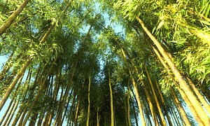 Bamboo Forest Animated HD Pack