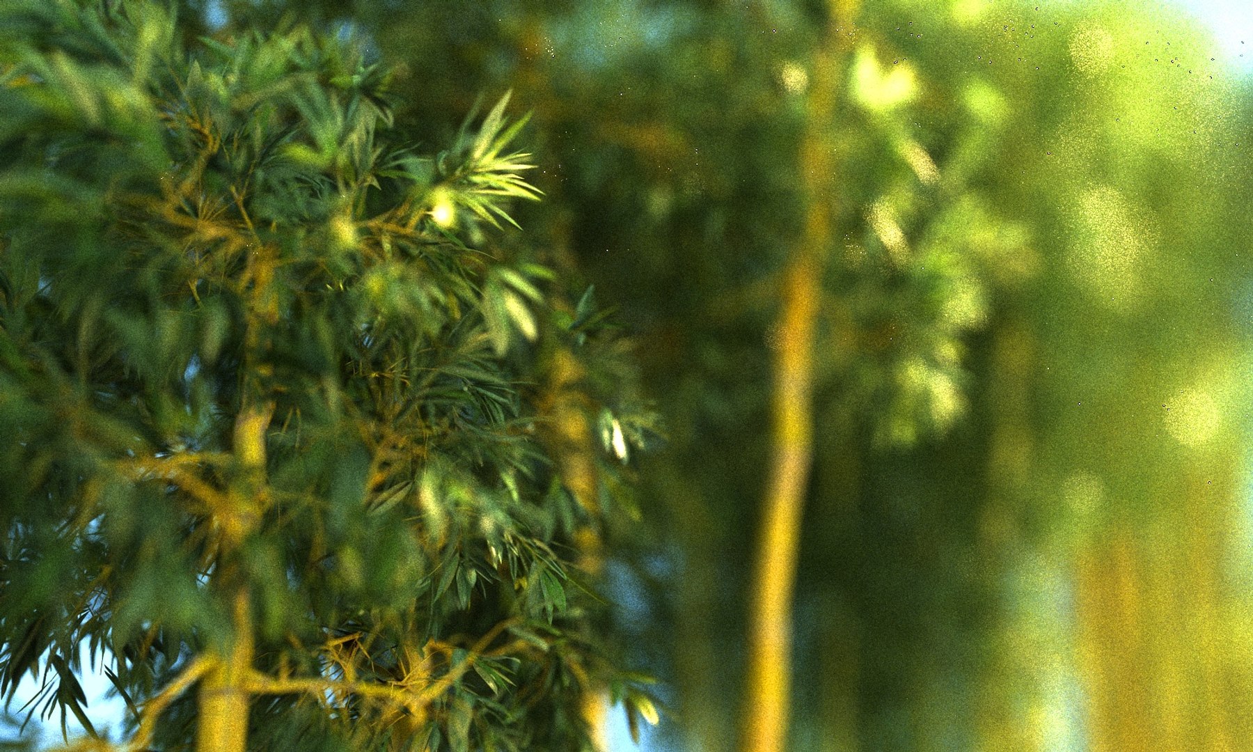 3D bamboo forest pack 10 model https://p.turbosquid.com/ts-thumb/We/nmQ8kC/lcuMcVCP/0/jpg/1552090920/1920x1080/fit_q87/00f42b0ba93687377d489bb48d696f693157b902/0.jpg