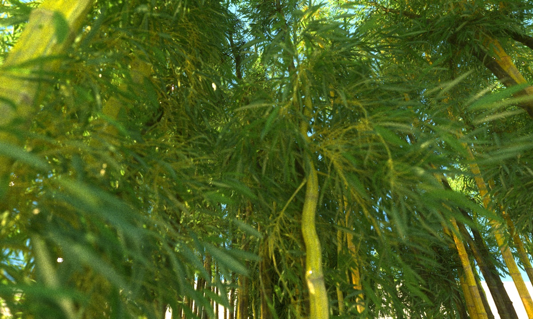 3D bamboo forest pack 10 model https://p.turbosquid.com/ts-thumb/We/nmQ8kC/nymE404Y/0000/jpg/1552152694/1920x1080/turn_fit_q99/b01c4289f95fa6392bc4d9da46843cddeef65572/0000-1.jpg