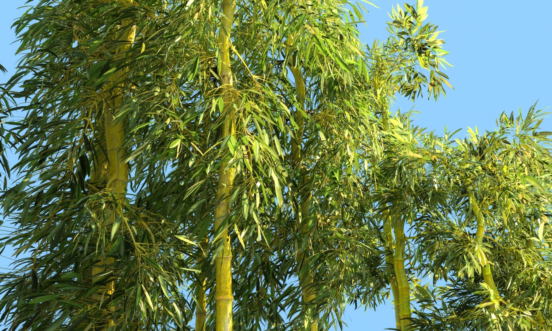 3D bamboo forest pack 10 model https://p.turbosquid.com/ts-thumb/We/nmQ8kC/wOX9Z14F/00/jpg/1552090920/1920x1080/fit_q87/5c492943eed964230266072697370e6334343d77/00.jpg