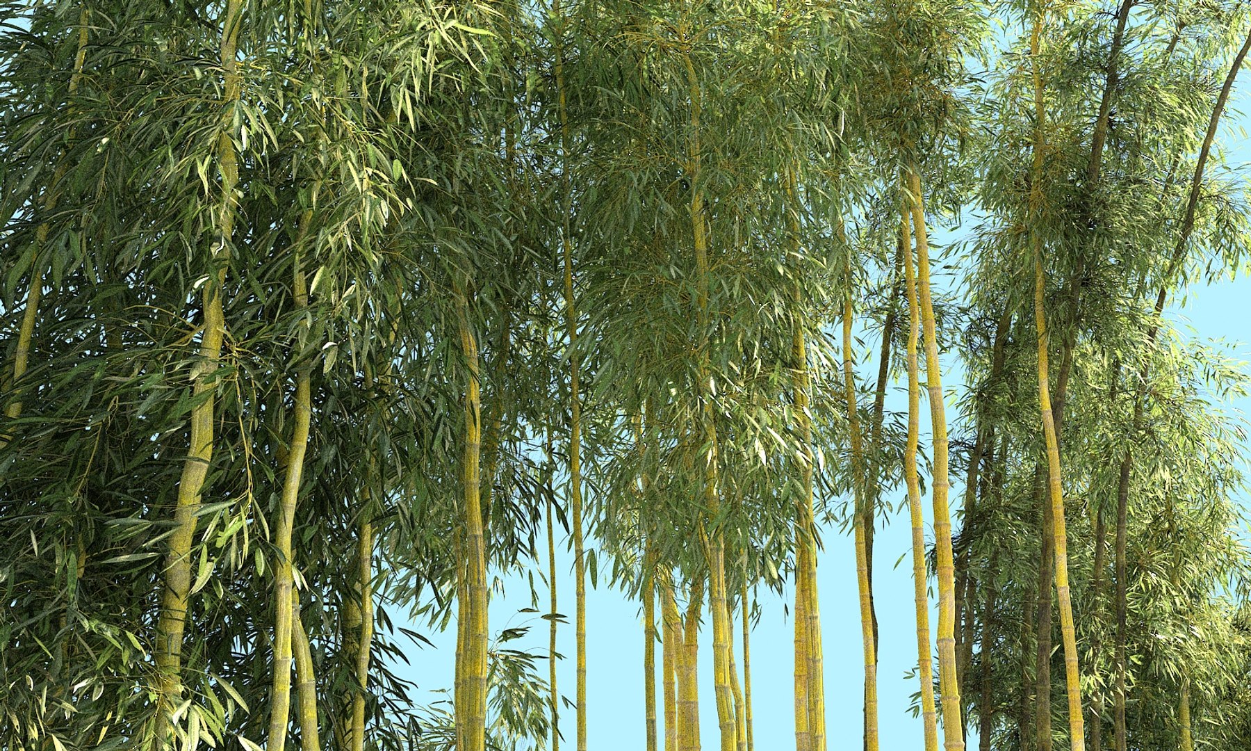 3D bamboo forest pack 10 model https://p.turbosquid.com/ts-thumb/We/nmQ8kC/zBL1QPdP/z/jpg/1552090921/1920x1080/fit_q87/067fddc2b68c1fb9ad0743c4e3279218b799a6f0/z.jpg