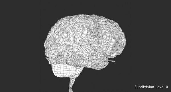 obj realistic human brain