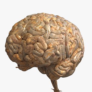 obj realistic human brain