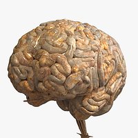 Realistic Human Brain