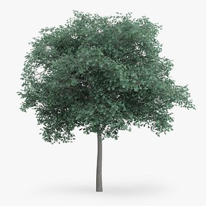 Northern Red Oak Tree 7.7m