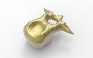Vertebra
