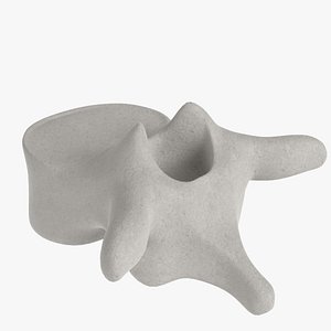 thoracic vertebra model