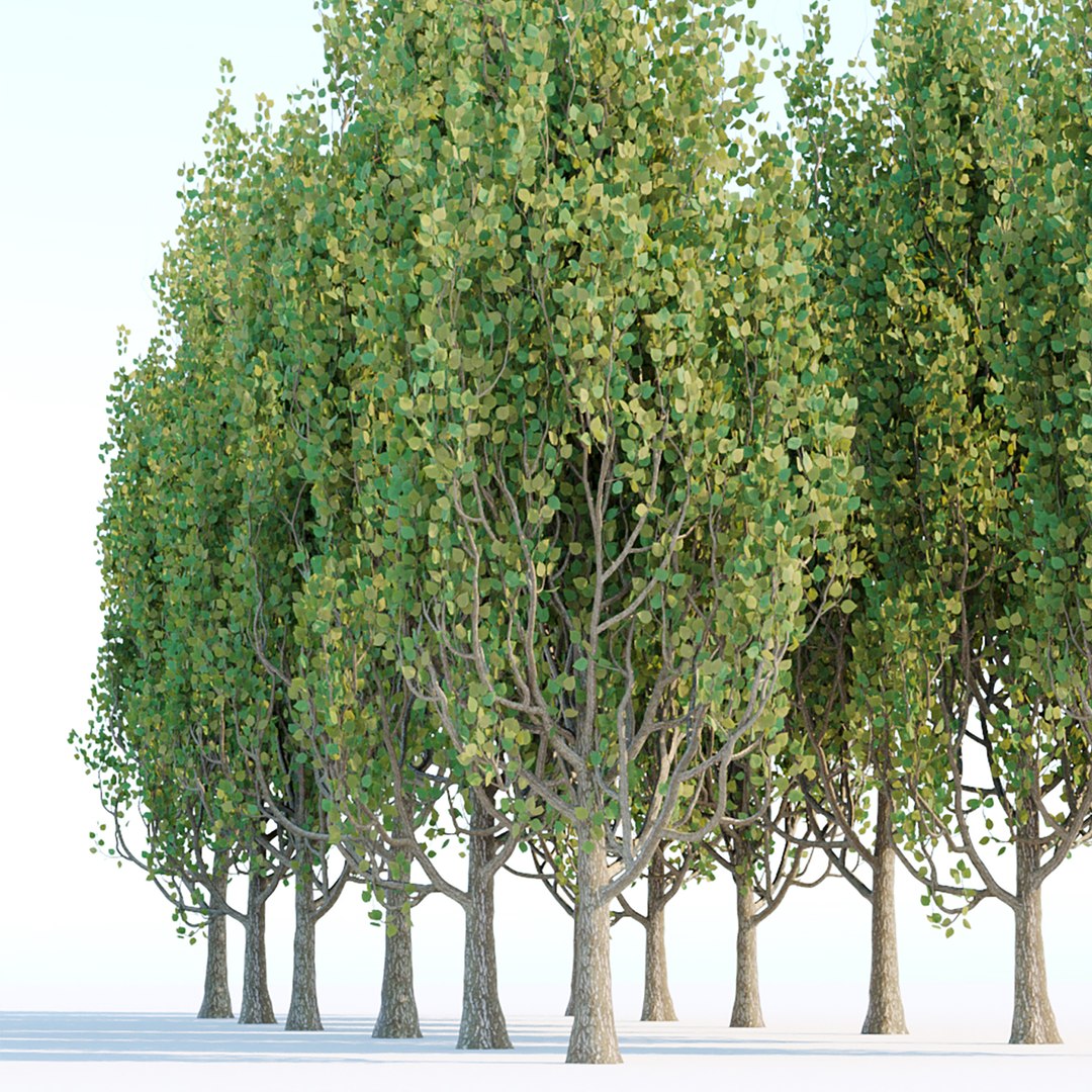 3D Model Poplar Trees Collection Vol 44 - TurboSquid 1955919