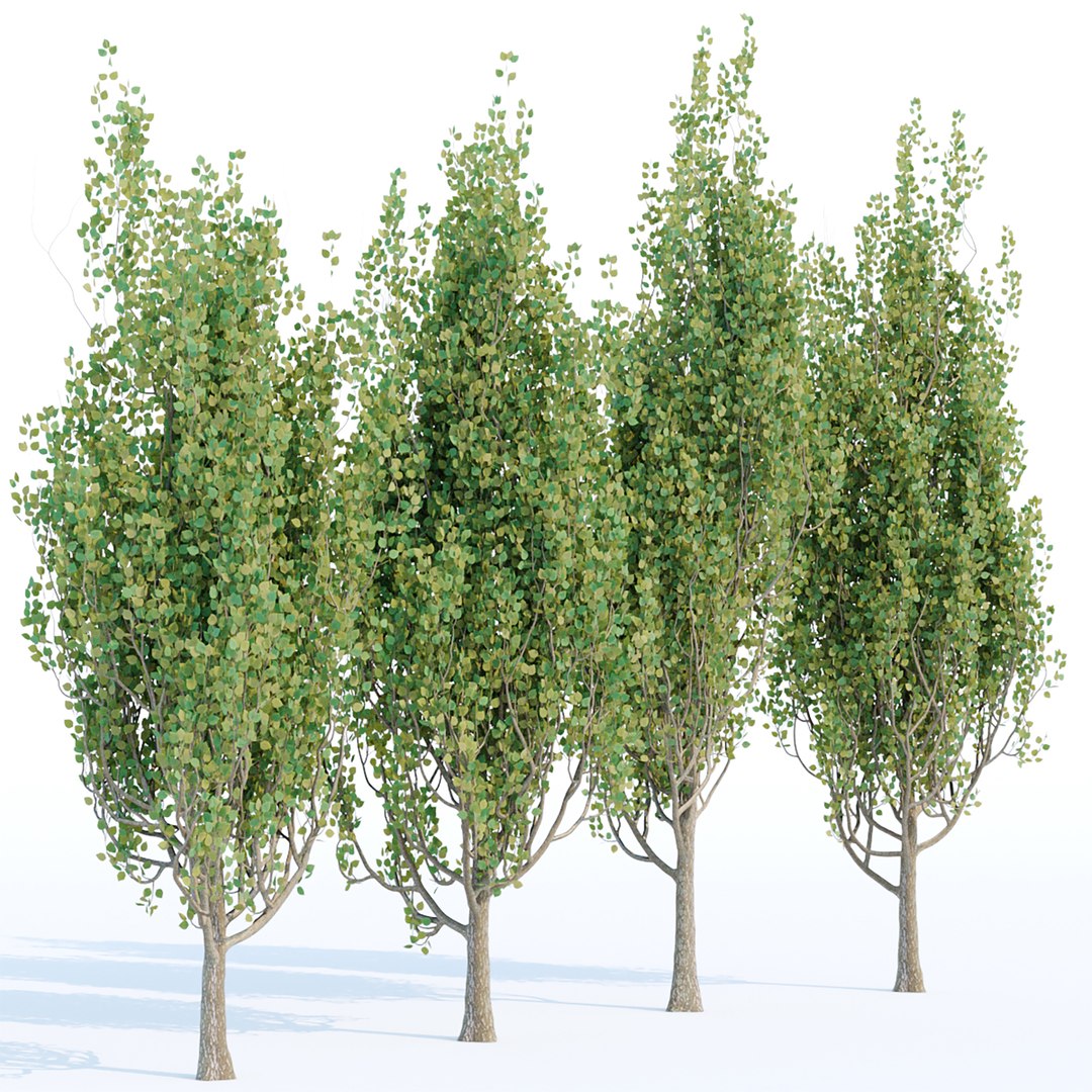 3D Model Poplar Trees Collection Vol 44 - TurboSquid 1955919