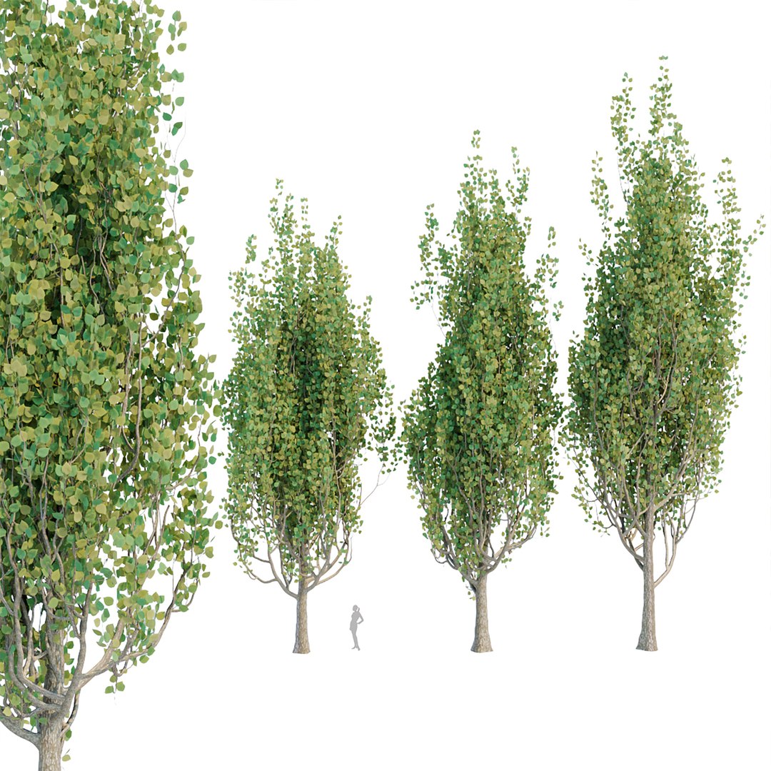 3D Model Poplar Trees Collection Vol 44 - TurboSquid 1955919
