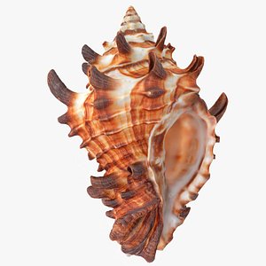 Vasum Tubiferum Sea Shell 3D