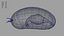 Dipleurula Larva