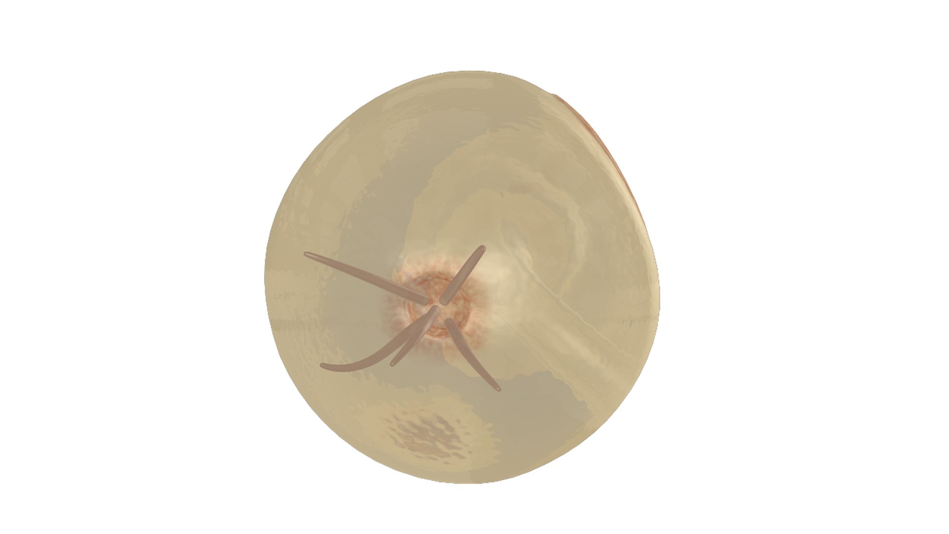 dipleurula larva 3d obj https://p.turbosquid.com/ts-thumb/Wf/eKq5JC/NrkktWhG/dipleurulalarva_02/png/1425460853/1920x1080/fit_q87/8c8beb10051a4287b5a1b1e39774308ec0ba8c04/dipleurulalarva_02.jpg