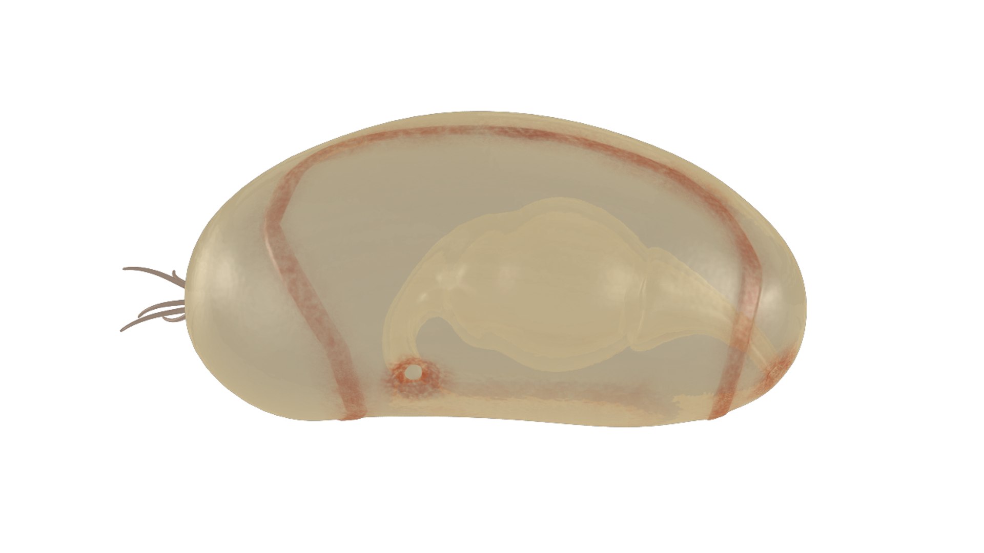 dipleurula larva 3d obj https://p.turbosquid.com/ts-thumb/Wf/eKq5JC/gcMBBtq2/dipleurulalarva_01/png/1425460871/1920x1080/fit_q87/30be6e85e5598a34eb7ce145023ff530c74960e7/dipleurulalarva_01.jpg