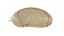 Dipleurula Larva