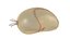 Dipleurula Larva